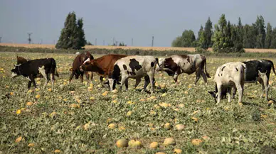 300 Dönüm Yerdeki Kavunu Hayrına Bırakmıştı, Toplanmayan Binlerce Kavun Hayvanlara Yem Oldu