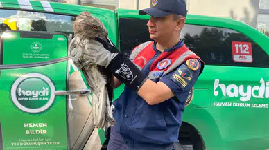 Bitkin Halde Bulunan Kartal Koruma Altında