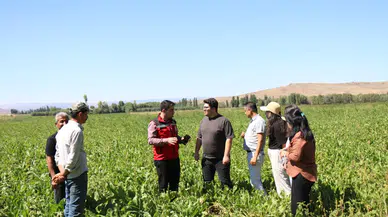 Boğazkale’de Şeker Pancarı Üretimi İncelendi