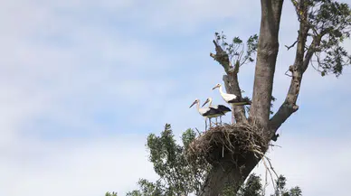 Çorum ve Bölgesinde Leylek Popülasyonu Artıyor