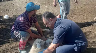 Laçin'de Küçükbaş Hayvan Sağlığı İçin Seferberlik