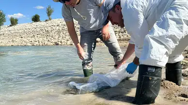 Mecitözü’ndeki Göletlere 48 Bin Sazan Balığı Bırakıldı