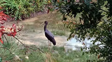 Nadir Görülen Kuş Türü, Çorum’da Görüntülendi