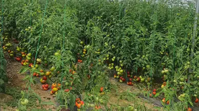 Seracılara Hastalık ve Zararlılarla Mücadele Eğitimi