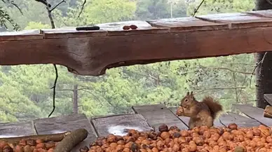 Adana’da Ceviz Hasadı Başladı