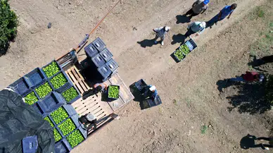 Adana’da Limonun Fiyatını Düşürecek Hasat Başladı