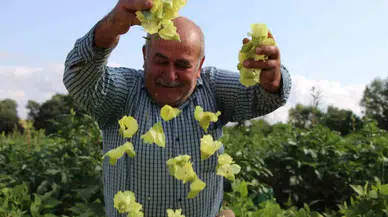 Amasya’nın ‘Tescilli Sarı Altını’ Çiçek Bamyası Altından Daha Kolay Satılıyor