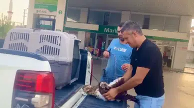 Bahçesine Düşen Yaralı Kartalı Telef Olmaktan Kurtardı