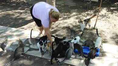 Bir Sesine Onlarca Kedi Koşuyor
