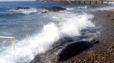 Bodrum’da Üzücü Anlar: 50 Metre Açıldı, Aykırı Dönüp Kıyıya Vurdu