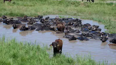 Burası Afrika Değil Erzurum Ovası