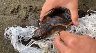 Cankurtaranlar Çuvala Dolanan Caretta Carettayı Kurtardı