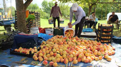 Çarşamba Ovası’nda Şeftali Hasadı