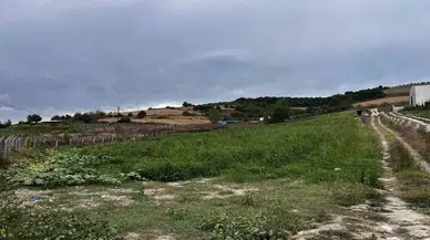 Çatalca’da Kavun Tarlalarına Dadanan Domuzlar Çiftçileri Canından Bezdirdi