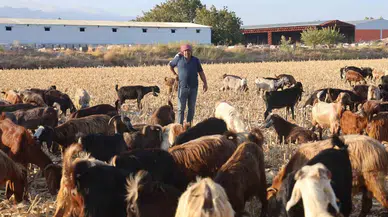 Çobanların Kavurucu Sıcakta Güçlü Mesaisi, Yüksek Maaş Talebi Çoban Bulmayı Zorluyor