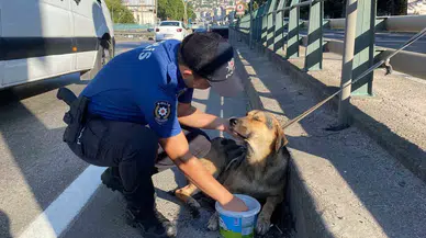 Dehşet Dolu Gözlerle Bekleyen Yaralı Köpeği Polis Kurtardı