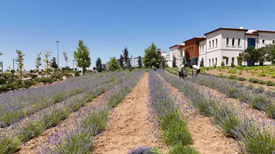 Elazığ’da Gençlerden Lavanta Yatırımı: 3 Yılda 1,5 Ton Hasat Başarısı