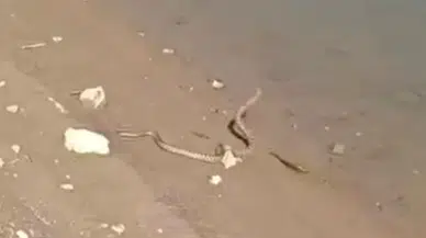 Elazığ’da Yılanın Balık Avı Kamerada