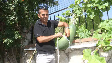 Fethiye Huzurevi’nde Dev Salatalık Yetiştirdi