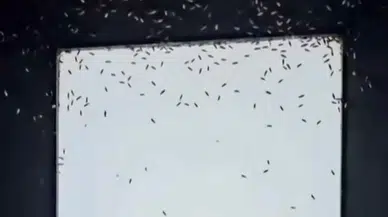 Gönen’de Sinek İstilası