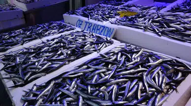 Hamside 400 Bin Tonluk Av Kotasına Balıkçılardan Reaksiyon