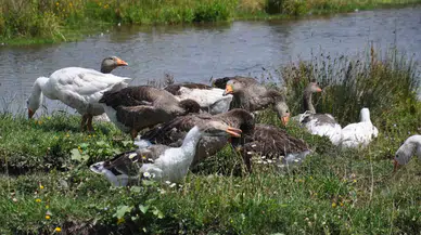 Kars Mutfağının Olmazsa Olmazı Kazlar Besiye Alındı