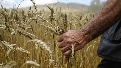 Kelkit’te Buğday Hasadı Başladı, Yağışlar Rekolteyi Olumsuz Etkiledi