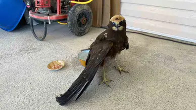 Konya’da Kanadı Kırık Kartal Bahçeye Düştü