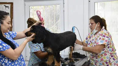 Kuşadası’nda Sokak Hayvanlarının Pet Kuaförü Bile Var
