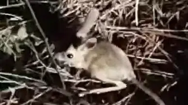 Kuşağı Tehlike Altında Olan Arap Tavşanı Çankırı’da Görüntülendi