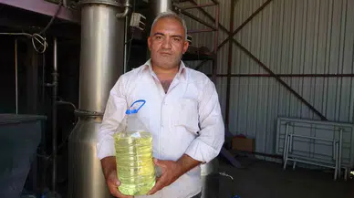 Lavantada Hasat Başladı: 60 Kilosundan 1 Kilo Çıkıyor, 600 TL’ye Satılıyor