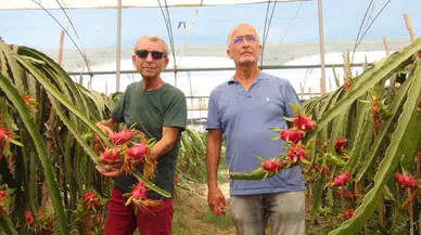 Mersin’de Tropikal Ejder Meyvesinde Hasat Devri