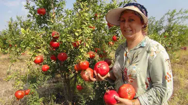 Mersin’de Yılın Birinci Erkenci Nar Hasadı Yapıldı