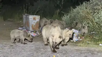 Nemrut’a Pikniğe Giden Vatandaşlar Ayı Sürprizi ile Karşılaşıyor