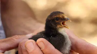 Oltu’da Civciv Birinci Yardım ile Hayata Döndürüldü