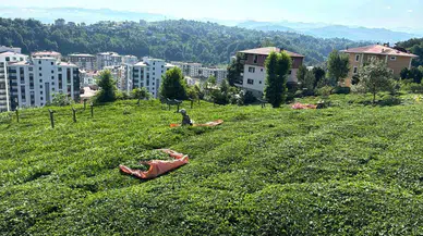 Rize’de Çay Üreticileri 3. Sürgün Hasadı İçin Çay Bahçelerine Girmeye Başladı
