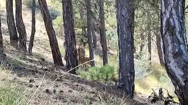 Salda Gölü Etrafına Bırakılan Kızıl Geyiklerin Yavrusu Beslenirken Görüntülendi