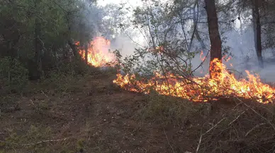 Samsun’da Ormanlık Alanda Yangın: 50 Dönüm Alan Ziyan Gördü