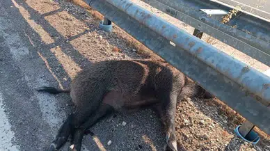 Şanlıurfa’da Aracın Çarptığı 2 Yaban Domuzu Telef Oldu