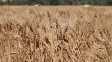 Sivas Buğday Hasadında Rekora Koşuyor