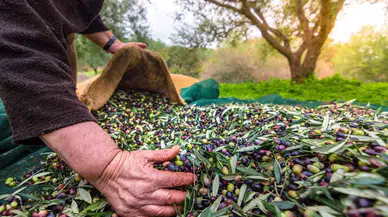 Sofralık Zeytin İhracatı 200 Milyon Dolara Koşuyor