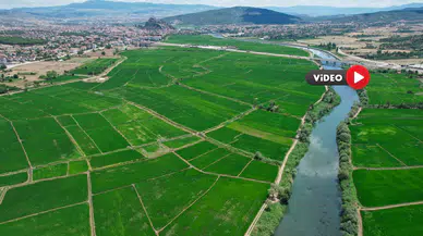 Çeltikte 20 Bin Ton Rekolte Bekleniyor