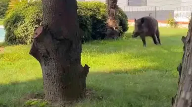 Villaya Kaçak Giren Domuz Havuza Bu türlü Düştü