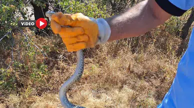 Tarihi Eserin İçinden Çıktı, Herkesi Şaşırttı
