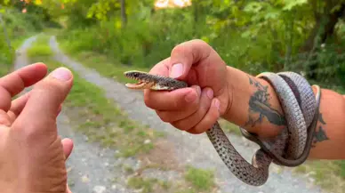 Yılanlara Fısıldayan Adam, Bakmaya Bile Korkanlar Varken Cüretiyle Sonları Zorladı