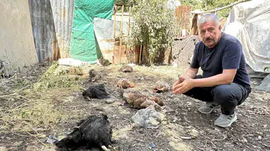 Yüksekova’da Başıboş Köpekler Kümese Girerek Çok Sayıda Tavuğu Telef Etti