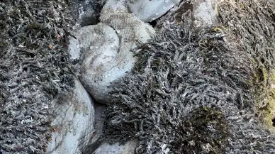Yüksekova’da Koca Engerek Yılanı Görüntülendi