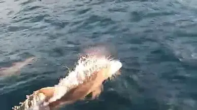 Yunuslar Dakikalarca Balıkçı Teknesiyle Yarıştı