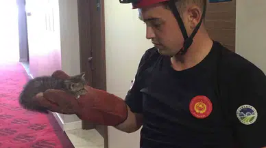 8 Ayda Bin 358 Hayvan, Çaresizliğin Kıyısından Alındı