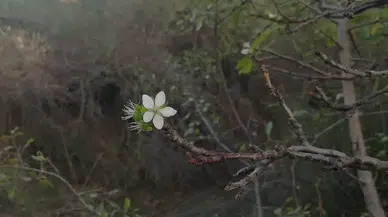 Erik Ağacı Aynı Yıl İkinci Defa Çiçek Açtı